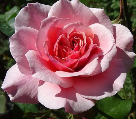 Rose - Duet