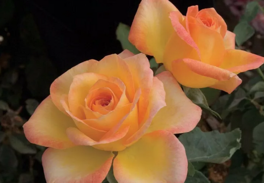 Rose - Gold Medal