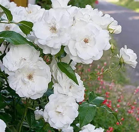 Rose - Iceberg