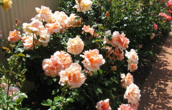 Rose - Just Joey