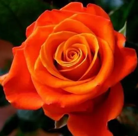 Rose - Monica