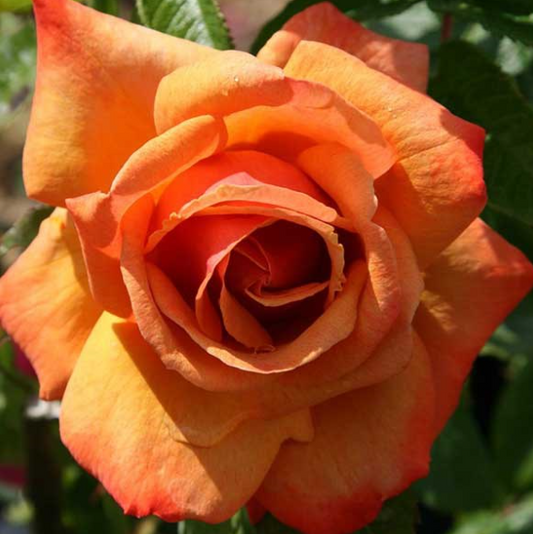Rose - Remember Me