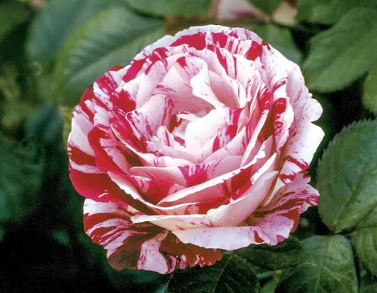 Rose - Scentimental