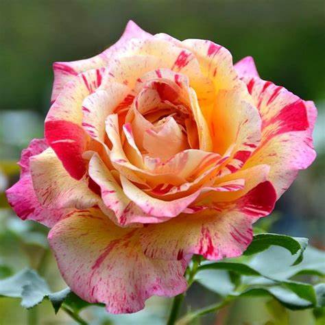 Rose - Camille Pissaro