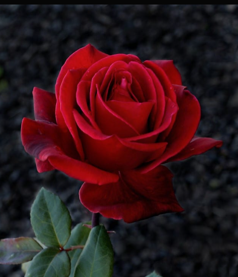 Rose - Camp David