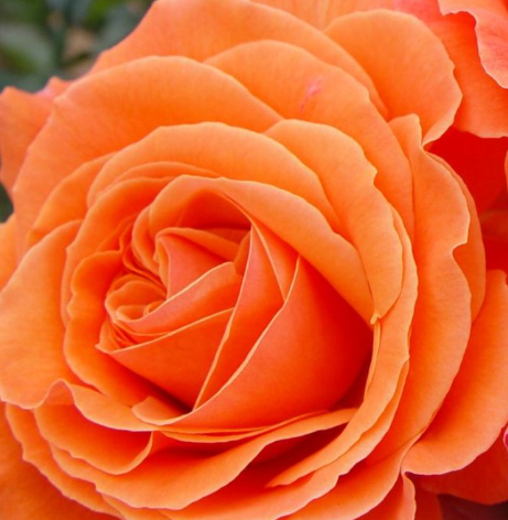 Rose - Casanova