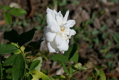 Rose - Cecile Brunner White