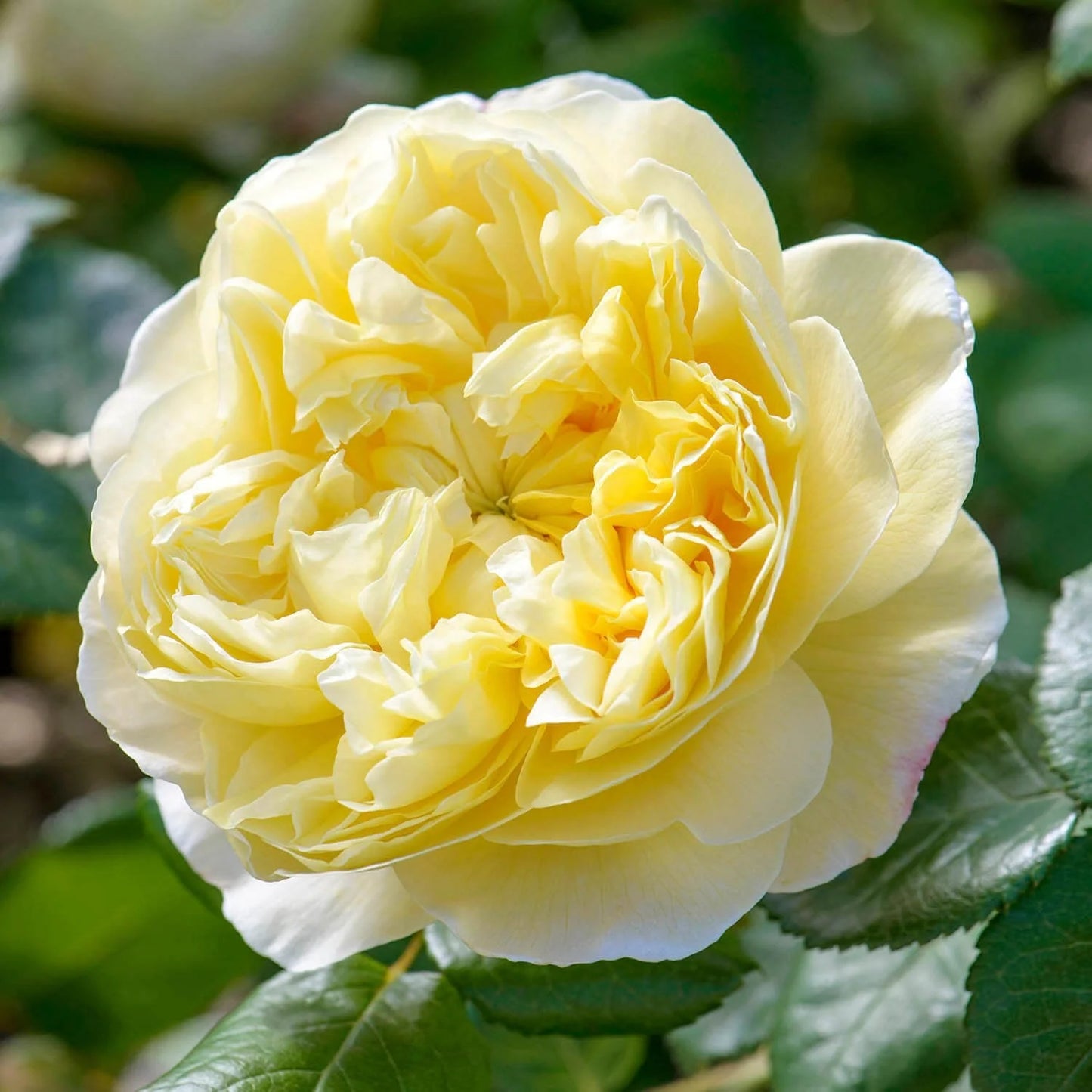 Rose - Charles Darwin