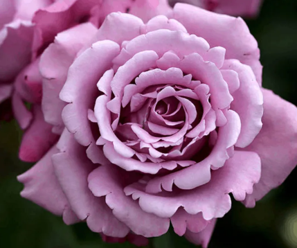 Rose - Charles de Gaule