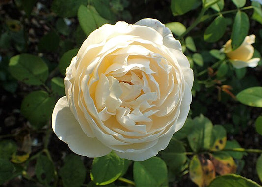 Rose - Charlotte