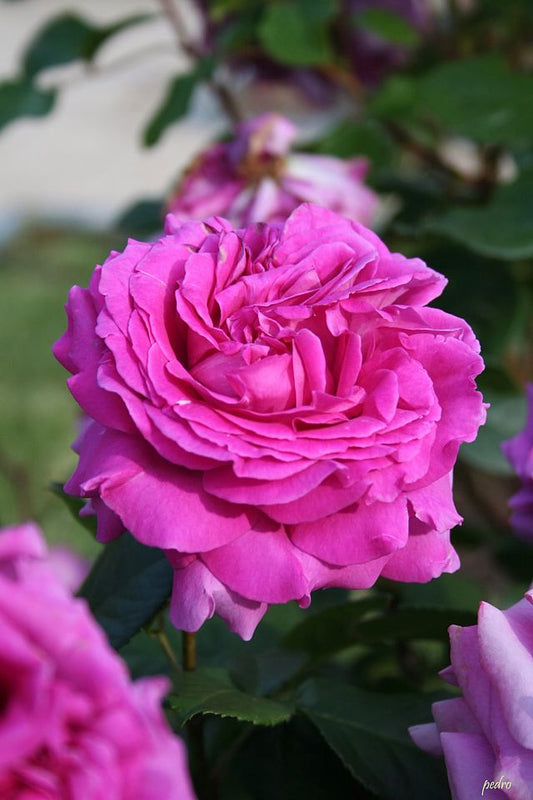 Rose - Chartreuse de Parme