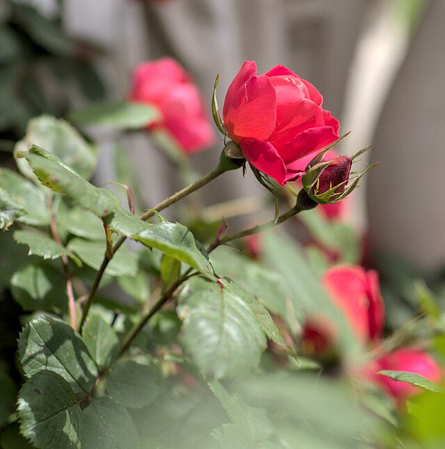 Rose - Cherry Bonica