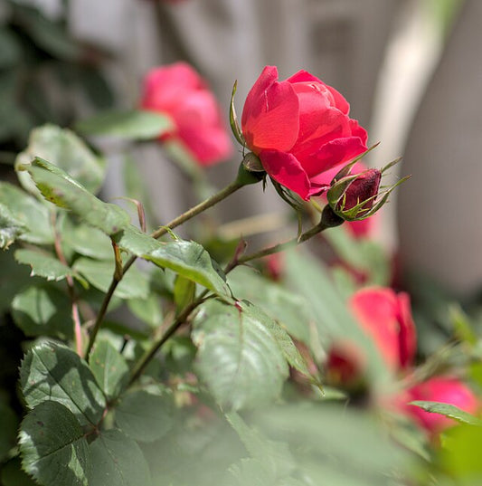 Rose - Cherry Bonica