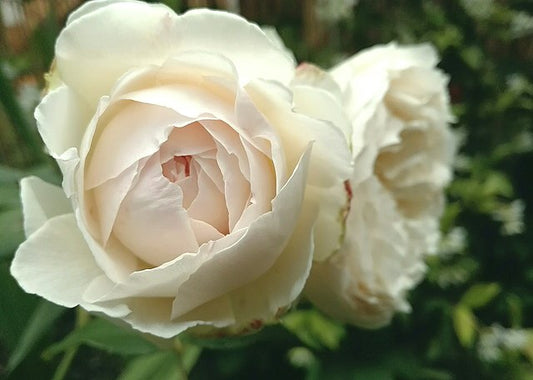 Rose - Claire Austin