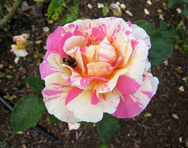 Rose - Claude Monet