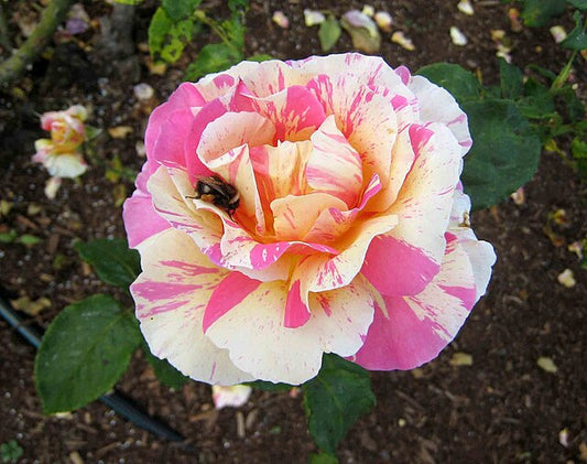 Rose - Claude Monet