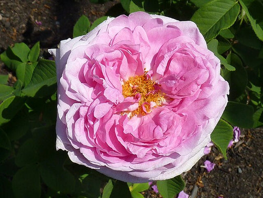 Rose - Comte de Chambord