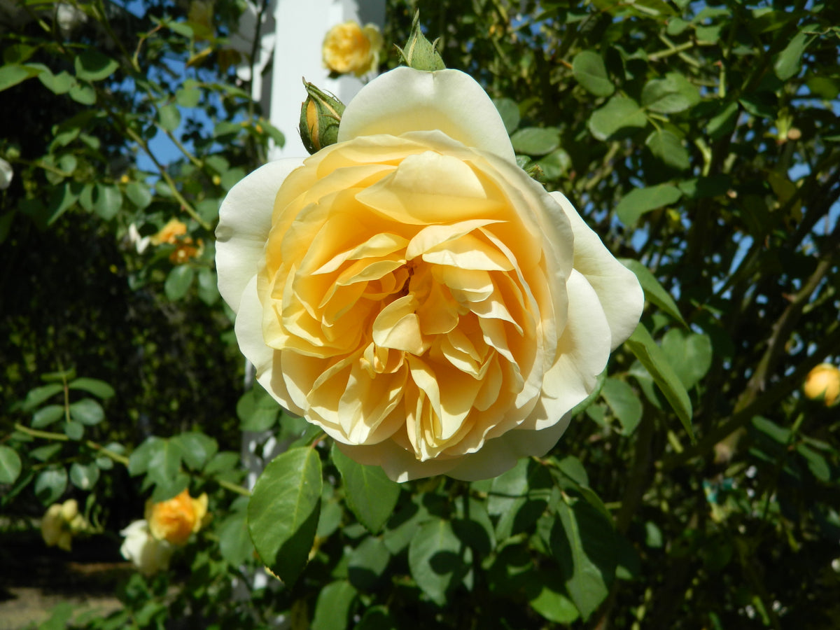 Comte Cheese Roses Rose - Comte de Champagne – The Plant Broker