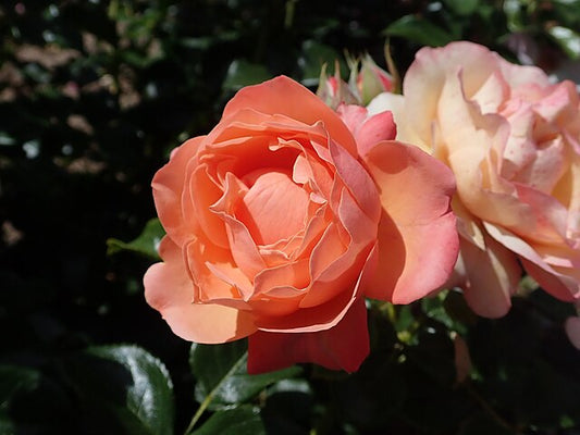 Rose - Coral Lion's Rose