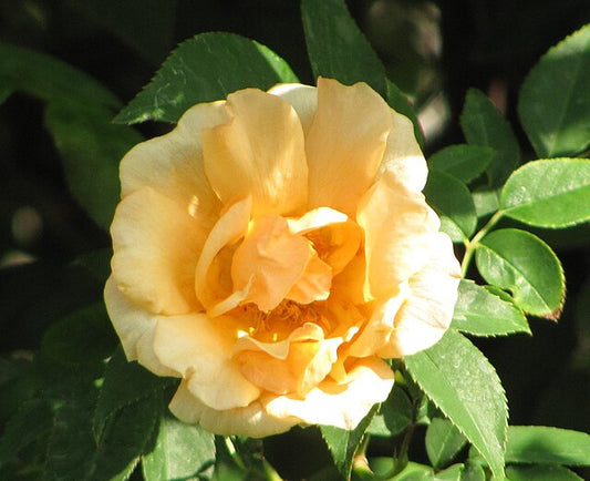 Rose - Crepuscule