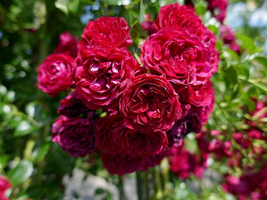 Rose - Crimson Siluetta