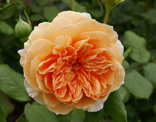 Rose - Crown Princess Margareta