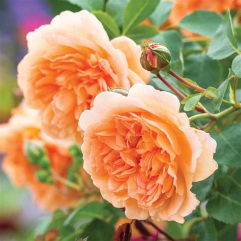 Rose - Dame Judy Dench