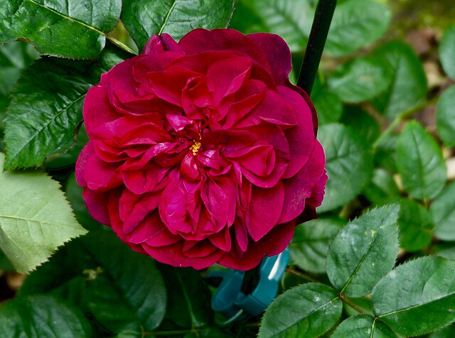 Rose - Darcey Bussell