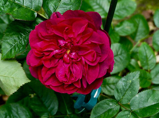 Rose - Darcey Bussell