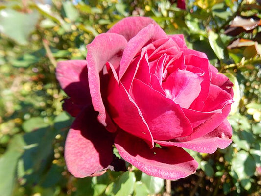 Rose - Dark Desire