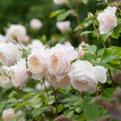 Rose - Desdemona
