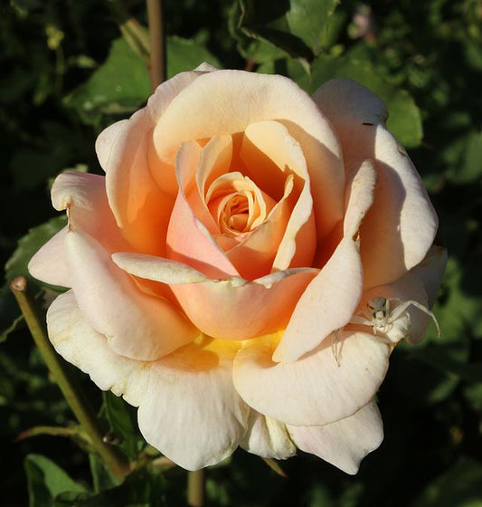 Rose - Diamond Jubilee