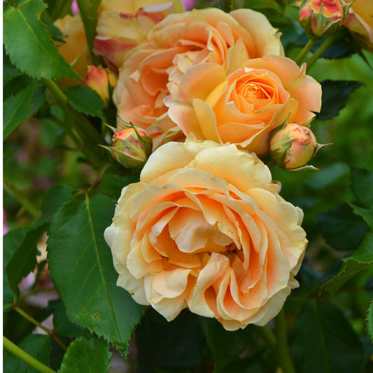Rose - Dolce Vita