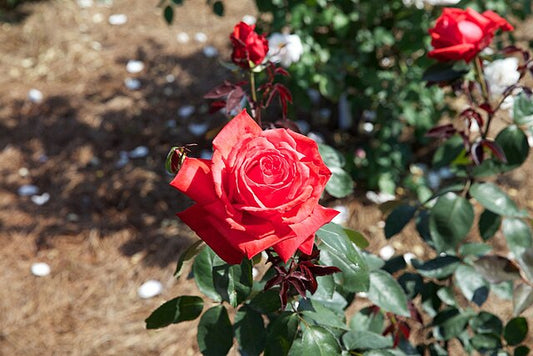 Rose - Dolly Parton