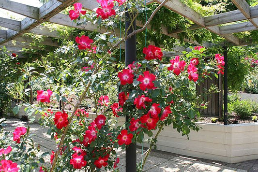 Rose - Dortmund