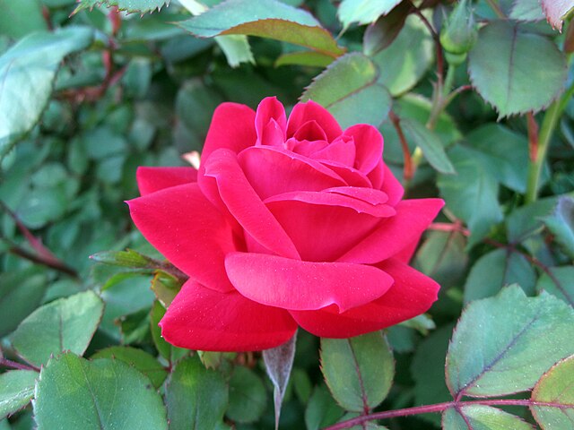 Rose - Double Knockout