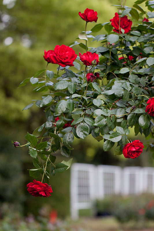 Rose - Dublin Bay