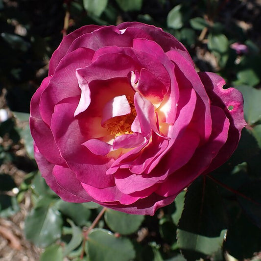 Rose - Dusky Moon