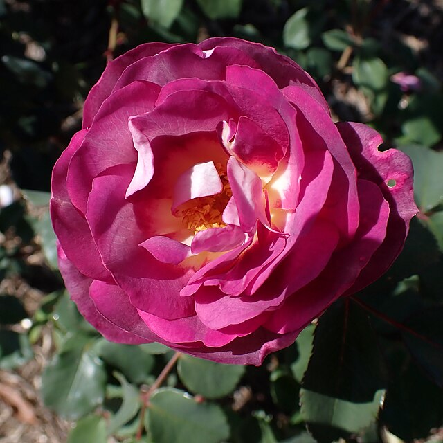 Rose - Dusky Moon