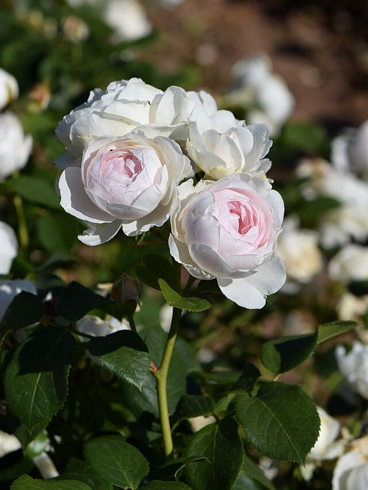 Rose - Earth Angel