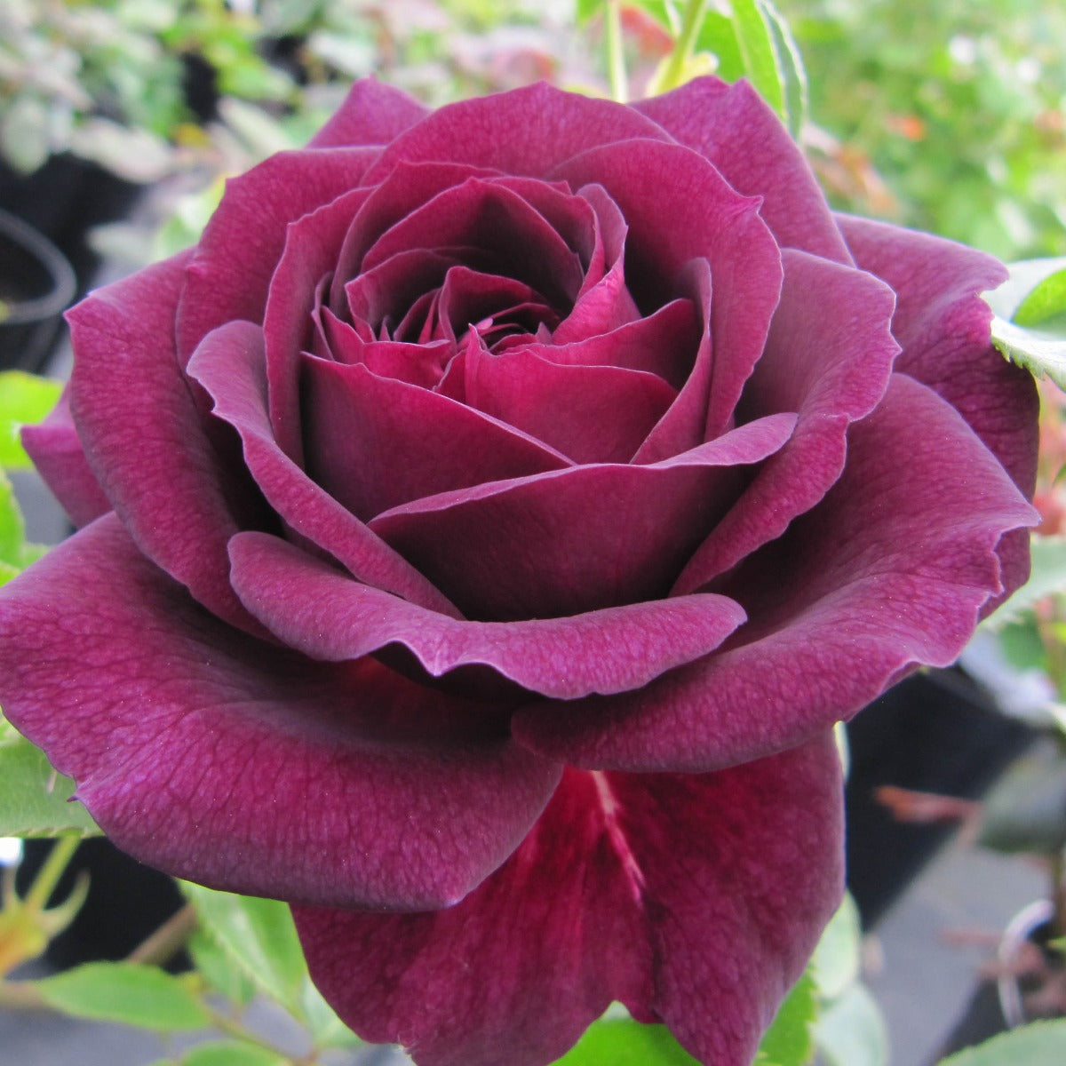 Rose - Ebb Tide