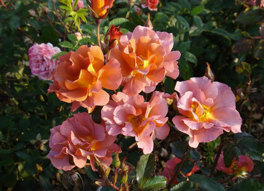 Rose - Edith Holden