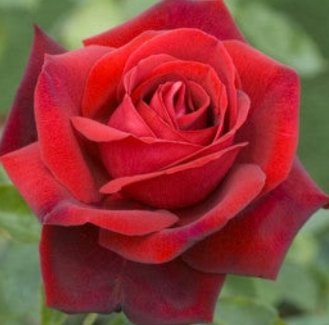 Rose - Edith Piaf