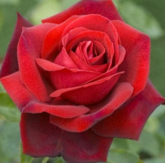 Rose - Edith Piaf
