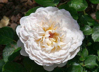 Rose - Emily Bronte