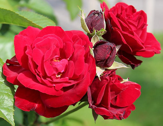 Rose - Europeana