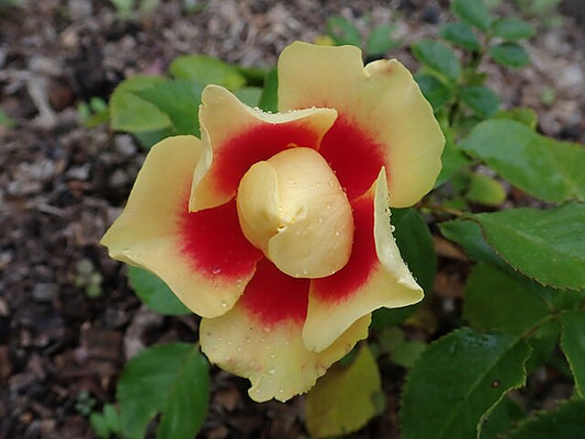 Rose - Eye of the Tiger