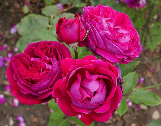 Rose - Falstaff