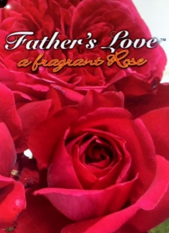 Rose - Father's Love
