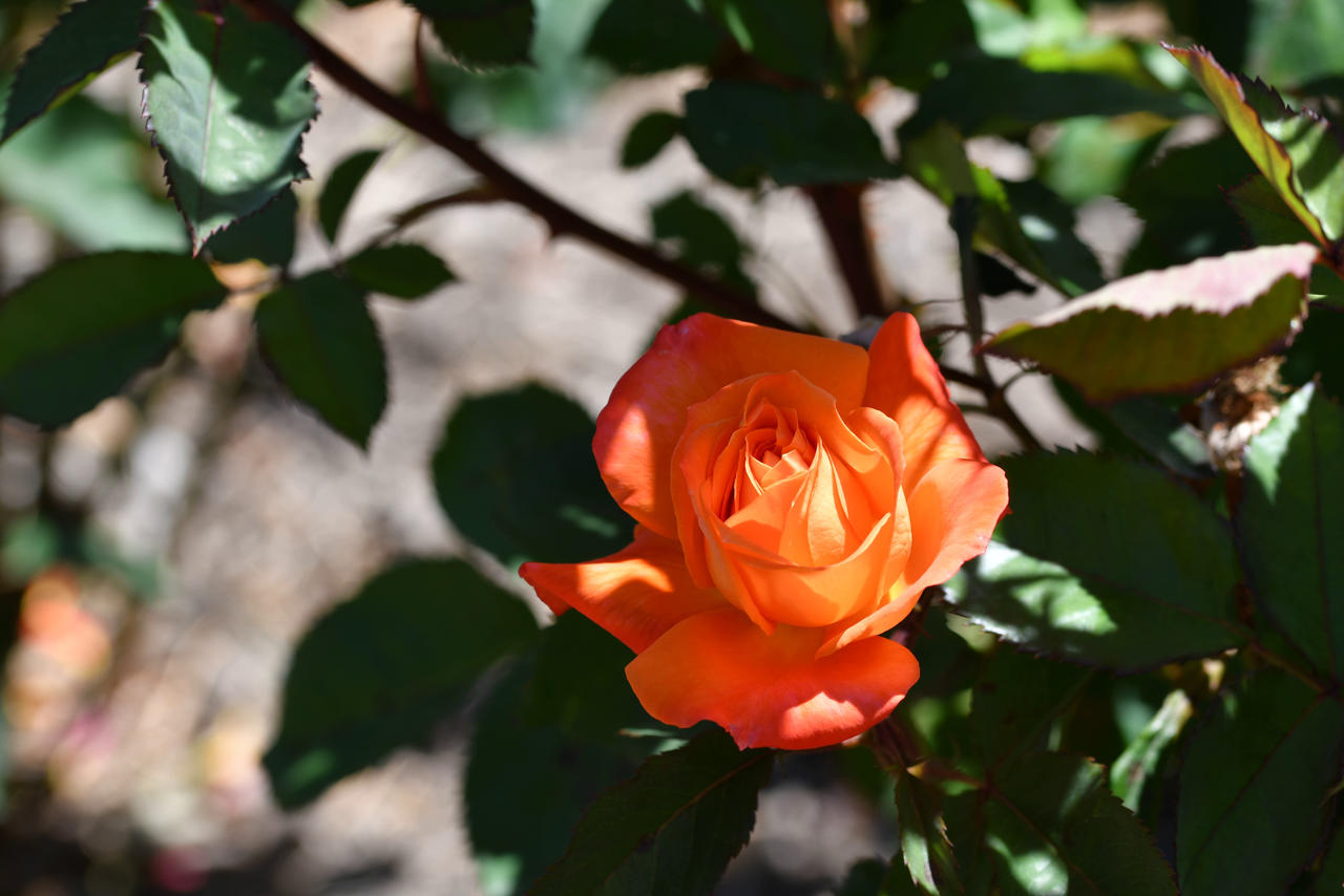 Rose - Fearless